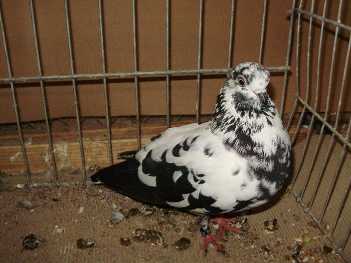 20125a - 1517 8 jucatori zburatori 1