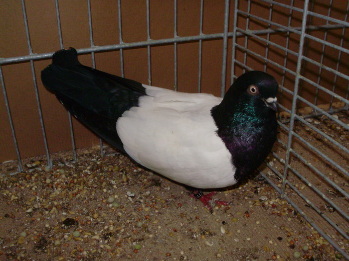 20333a oglindat vienez