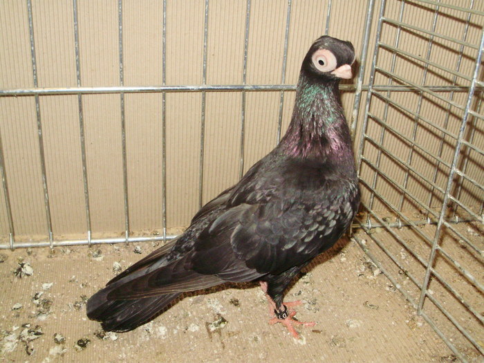 20409a scurt de budapesta