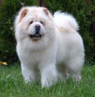 chow chow - my favorite dogs