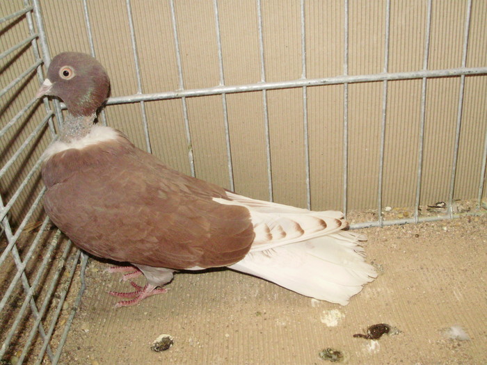 20991b