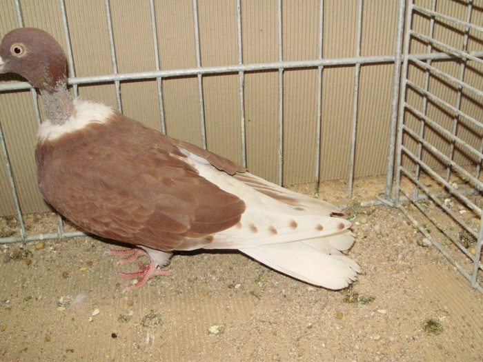20993a