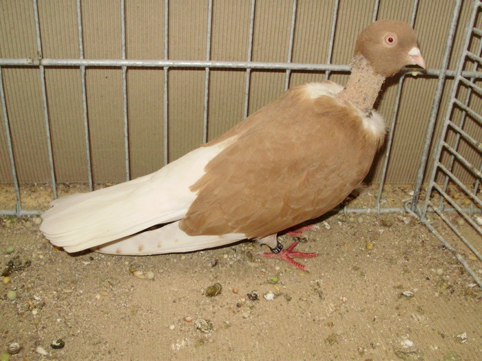 20994a