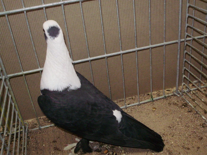 21087b