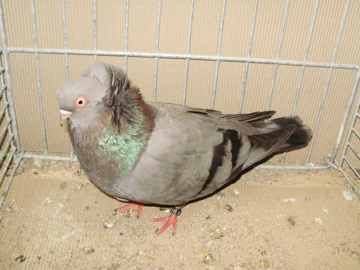 21135a