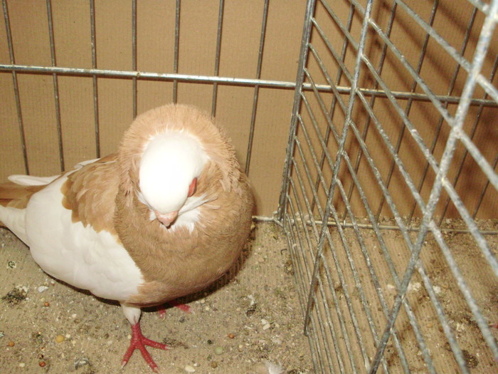 21189b