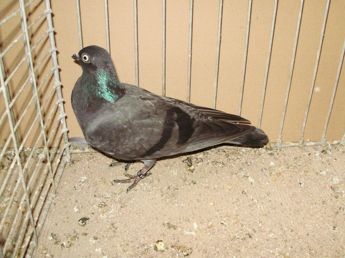 21248a