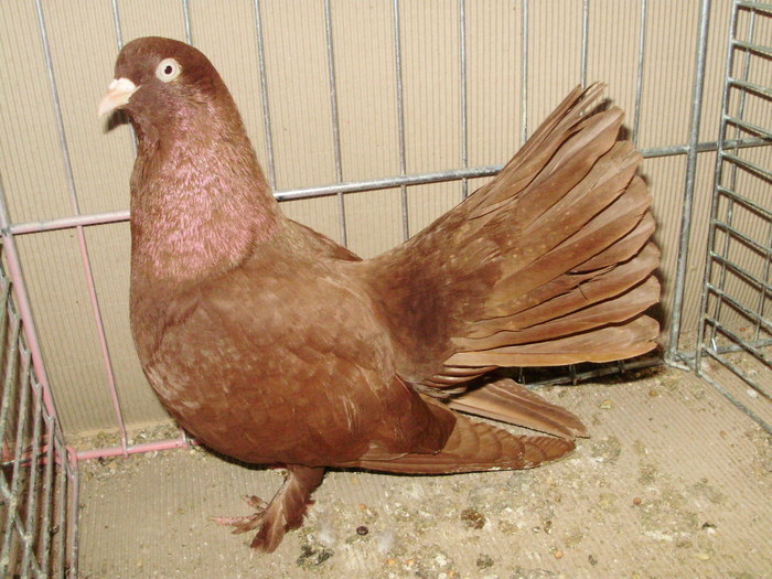 21262a