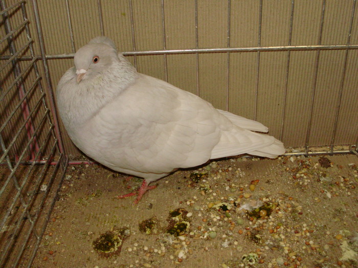 21482a