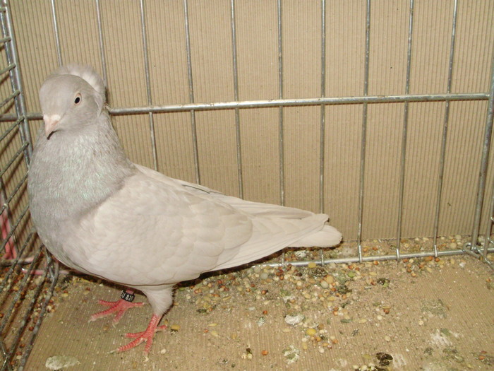 21487a