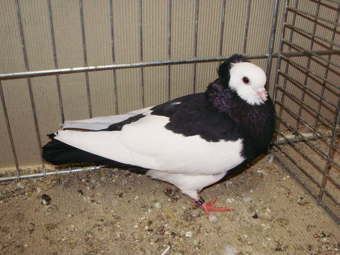 21513a