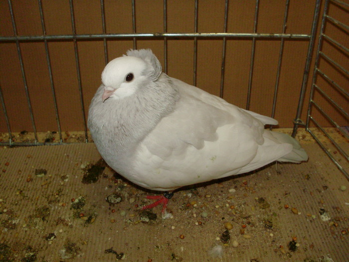 21525a