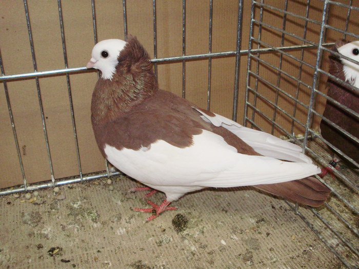 21538a