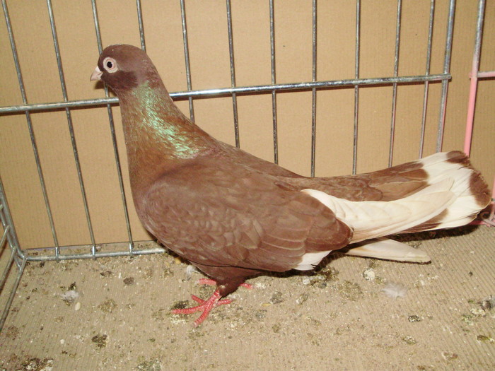 21561a