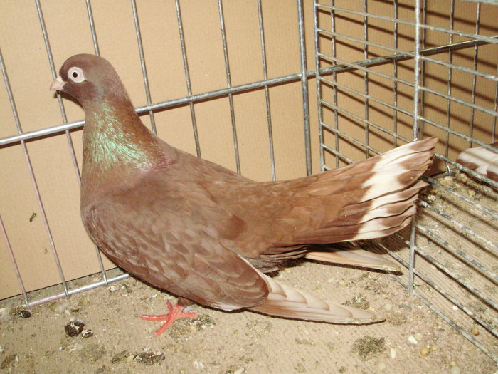 21562a
