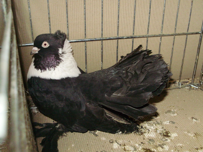 21633a