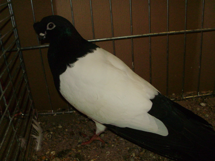 21702b