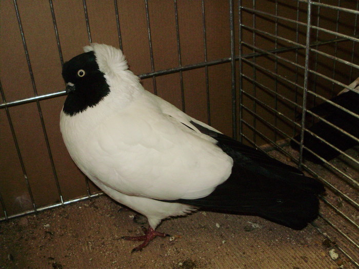 21732a