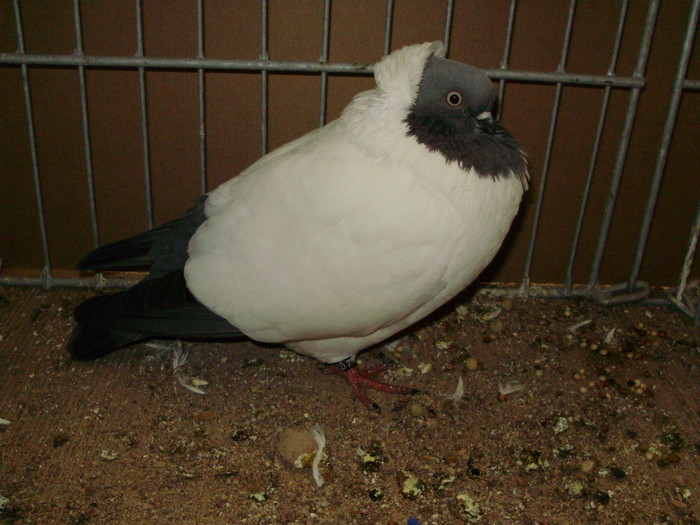 21776a