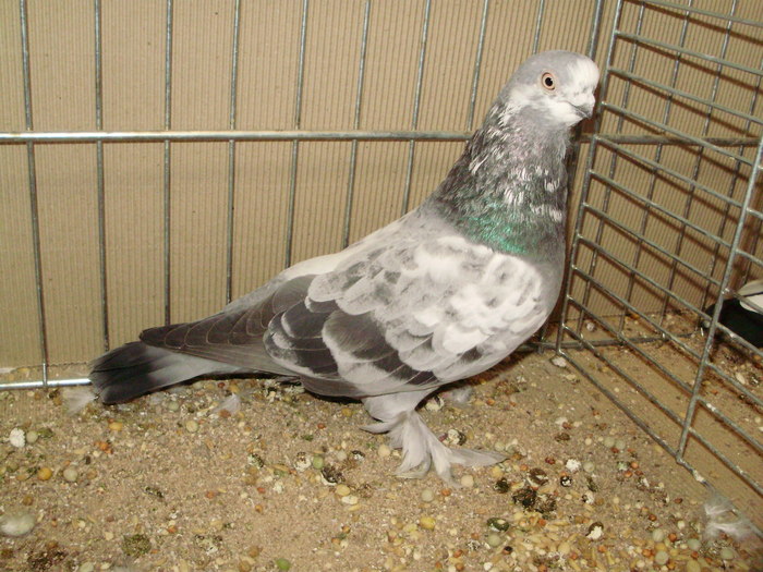21819a