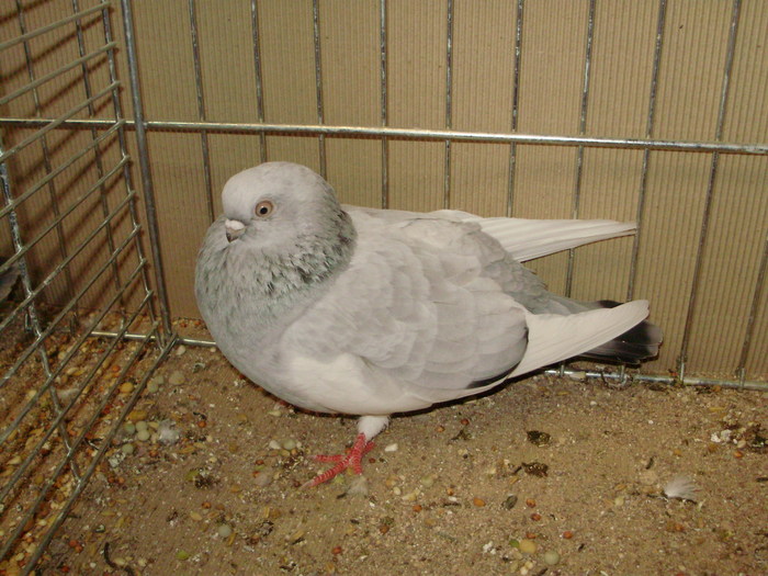 21825a
