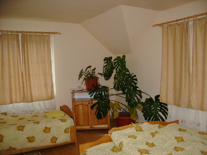 conditii de 3 margarete