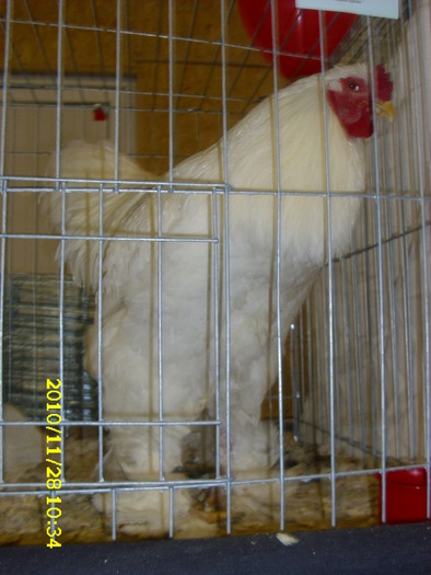 BRAHMA ALBA COCOS