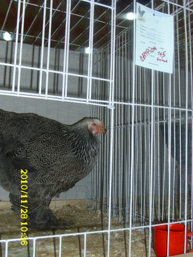 BRAHMA HERMINAT INCHIS - EXPO NATIONALA BREAZA 2010