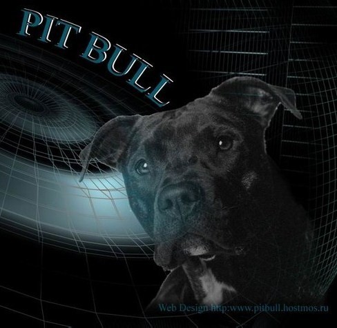 HUNIKCLJPIUFNKUGXRO - Wallpapers pitbull