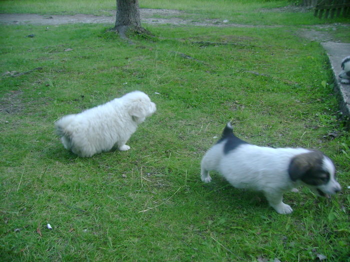 unde-s doi puterea creste