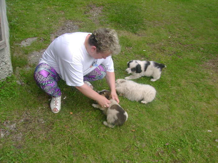 trei sau patru bulgari