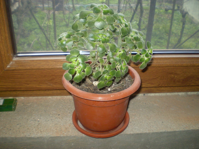 PB300132; aichryson laxum
