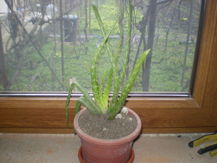 PB300134; aloe
