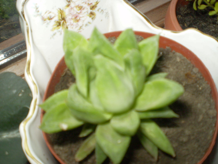 PC010144; haworthia cymbiformis
