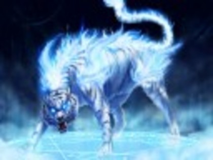 Fantasy_Maltese_Blue_Tiger - diverse