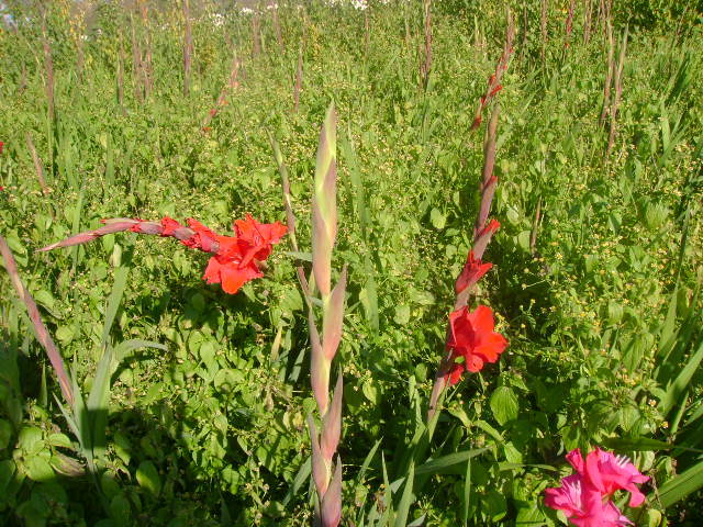 gladiole - gradina lui nenea jorj