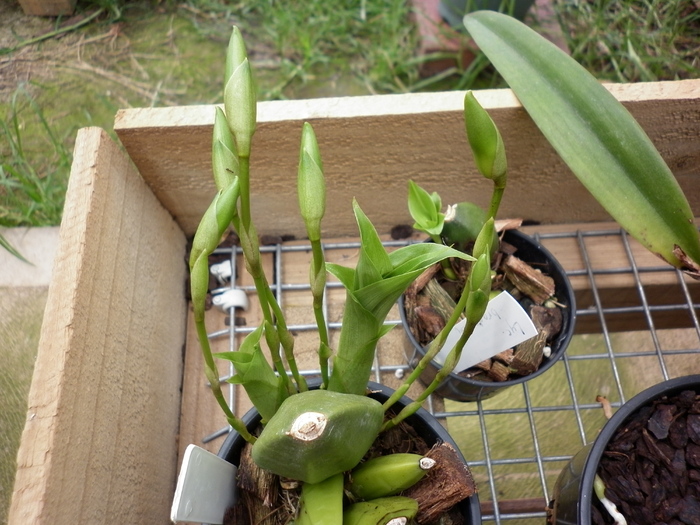  - Lycaste Aromatica