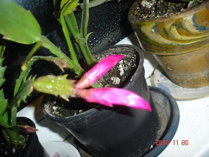 01.12.2010 - schlumbergera