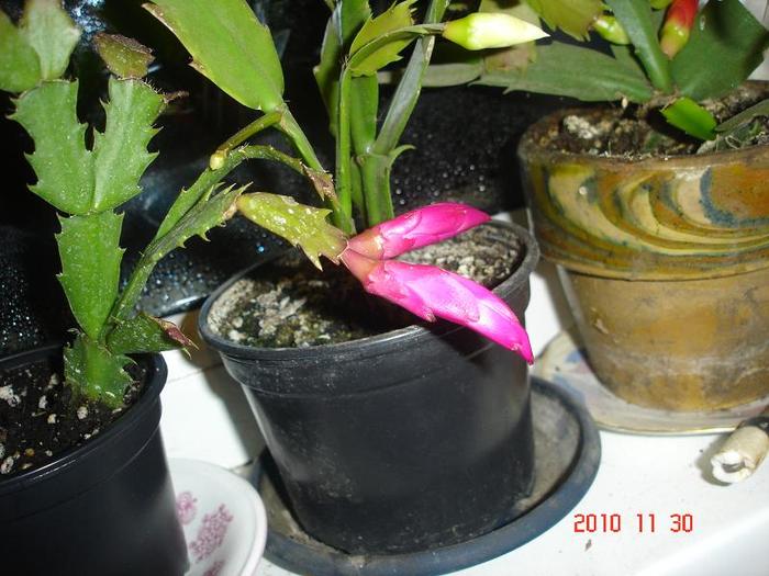 01.12.2010 - schlumbergera