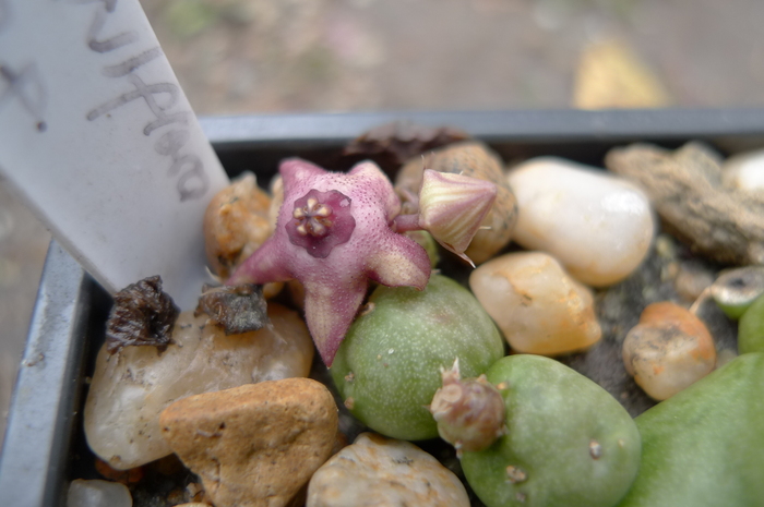  - parviflora x Huernia sp