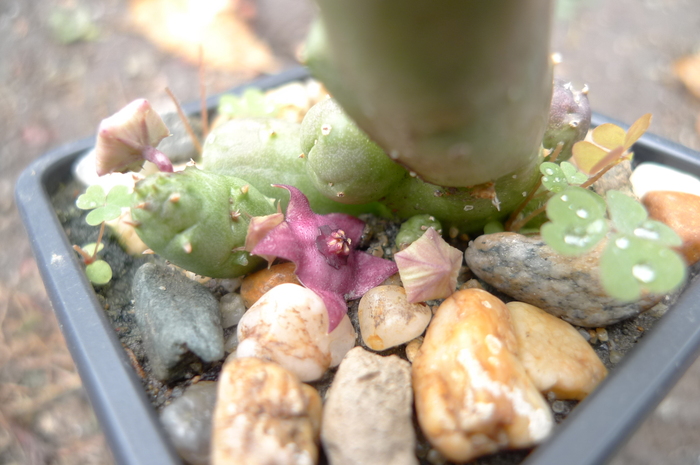  - parviflora x Huernia sp