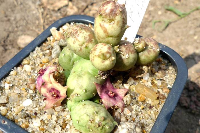  - parviflora x Huernia sp