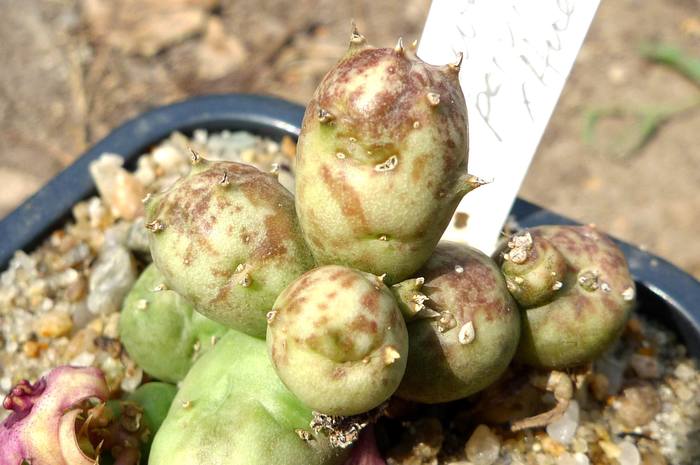  - parviflora x Huernia sp