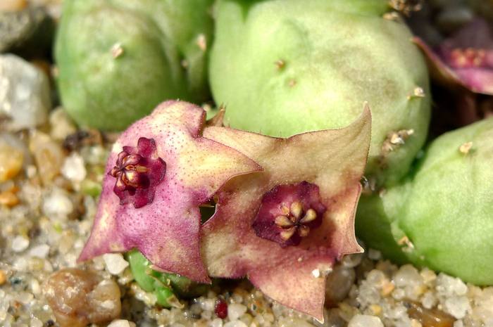  - parviflora x Huernia sp