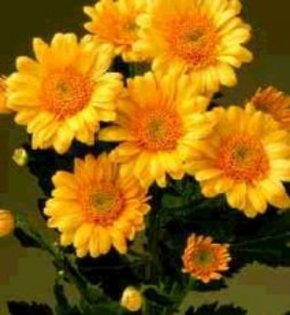 28XXx-florile-toamnei - flori