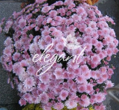 379_45acd2d94dc1d - flori