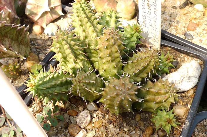  - pillansii x H transvaalensis