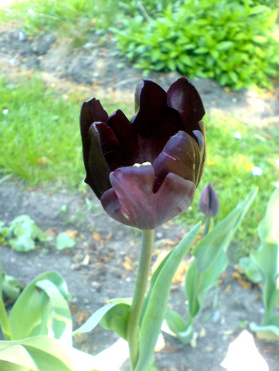 gb-lalea-neagra[1] - imagini cu florii