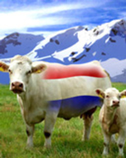 Netherlands - animale