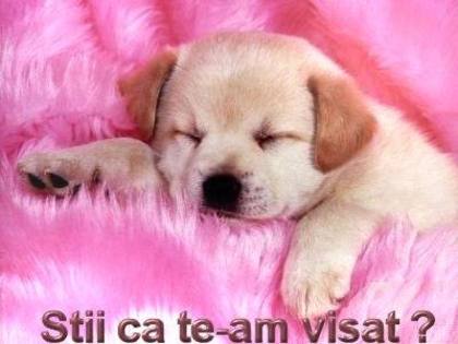 Sti ca te-am visat - animale